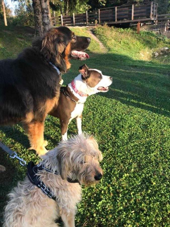 La Casina Di Butzi Pet Friendly - Terme Di Arta - Zoncolan Holiday home *