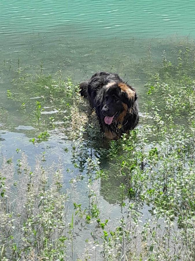La Casina Di Butzi Pet Friendly - Terme Di Arta - Zoncolan Casa de Férias *